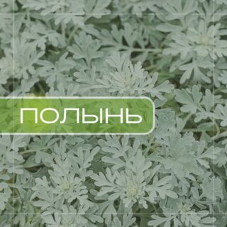 Полынь