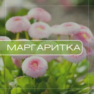 Маргаритка