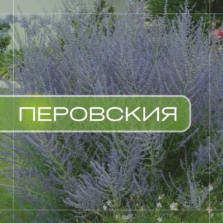 Перовския