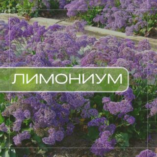 Лимониум