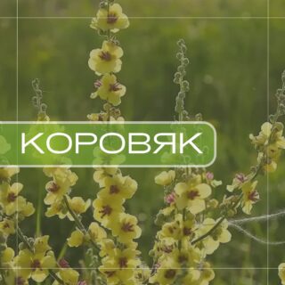 Коровяк (вербаскум)