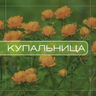 Купальница