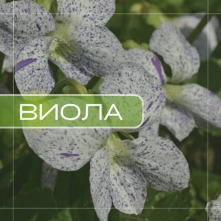 Виола