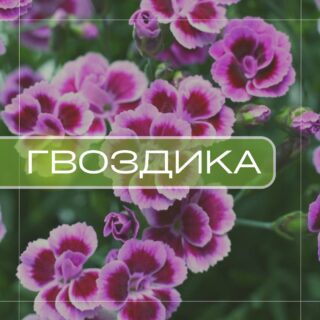 Гвоздика