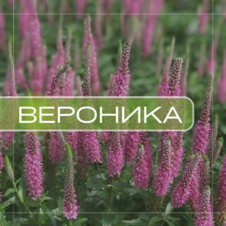 Вероника