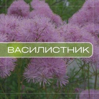 Василистник