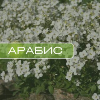 Арабис