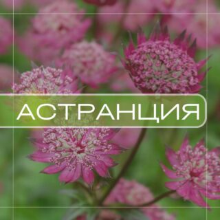 Астранция