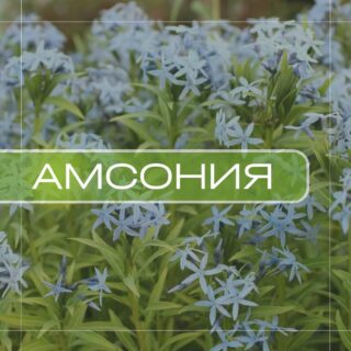 Амсония