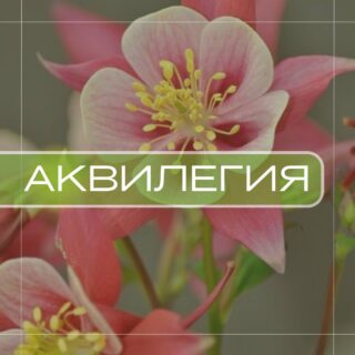 Аквилегия