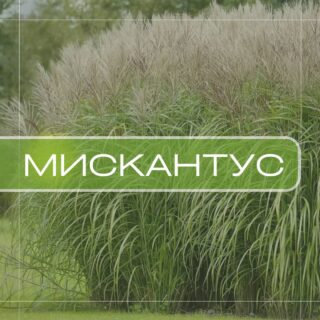 Мискантус