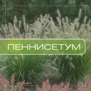 Пеннисетум