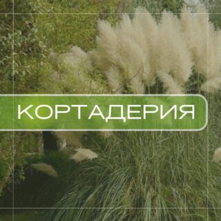 Кортадерия