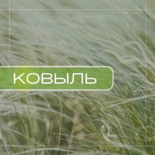 Ковыль