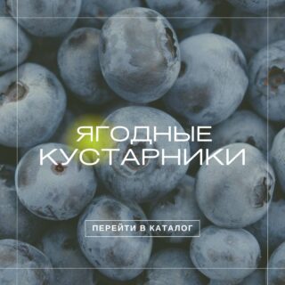 Ягодные кустарники