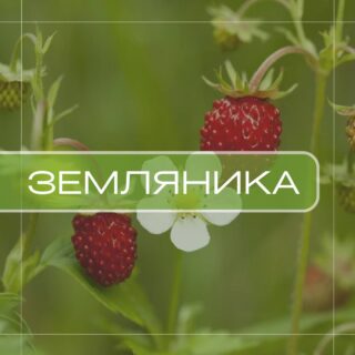 Земляника