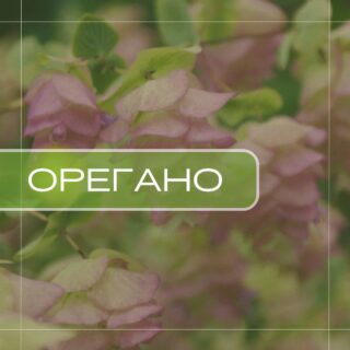 Орегано