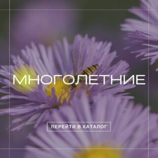 Многолетники