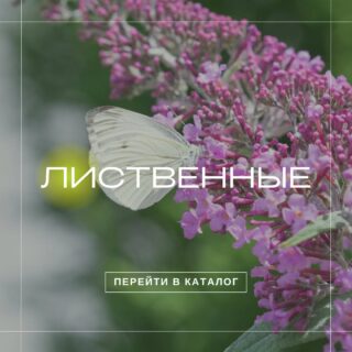 Лиственные растения