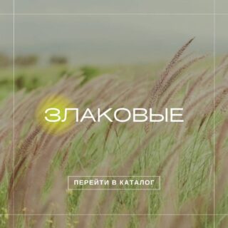Злаковые растения
