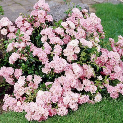 Роза почвопокровная "Зе Фейри"