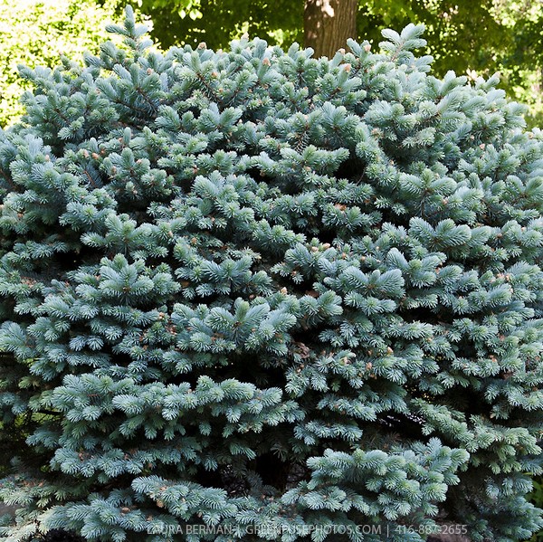 Ель колючая "Глаука Глобоза" (штамб.) (Ра 50-60 см)