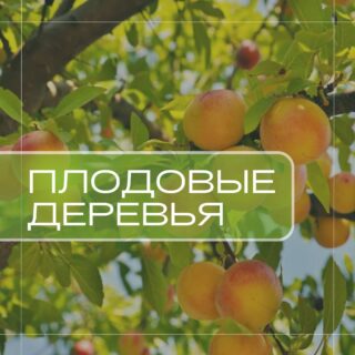 Плодовые деревья