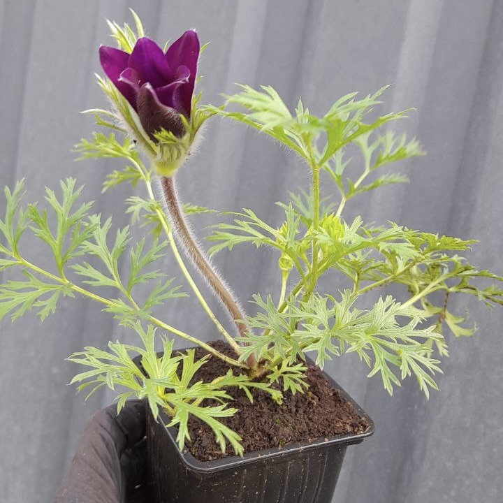 Прострел обыкновенный "Пайнвил Блю Вайолет Шэйдс"