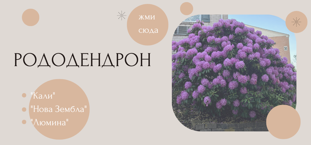 баннер рододендрон2