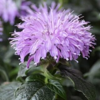 monarda blju mun2