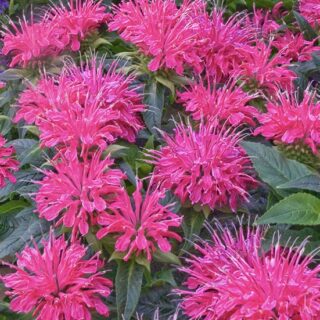 monarda pink lejs2