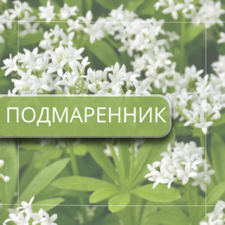 Подмаренник