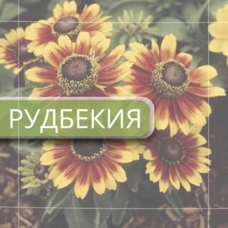 Рудбекия