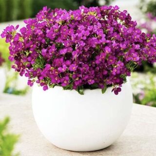 arabis littl trezhe2
