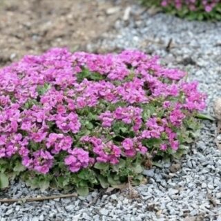 arabis rose delight pillas ikravirag2