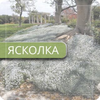 Ясколка