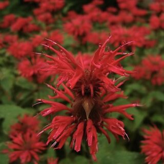 monarda panorama red2
