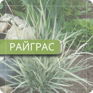 Райграс