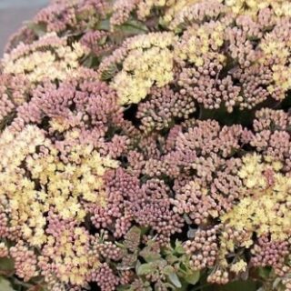 sedum glob j2