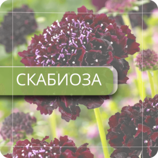 Скабиоза
