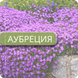 Аубреция