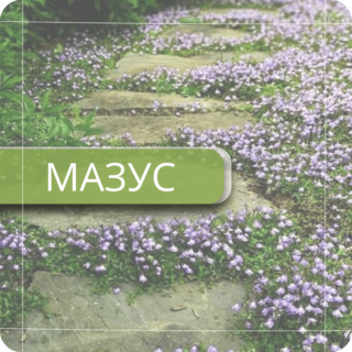 Мазус