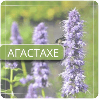 Агастахе