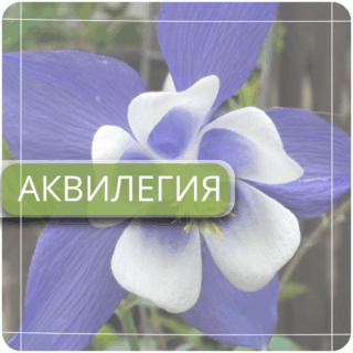 Аквилегия