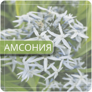 Амсония