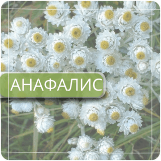 Анафалис
