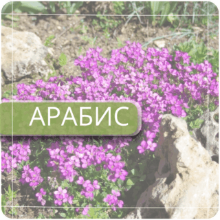 Арабис