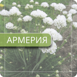 Армерия