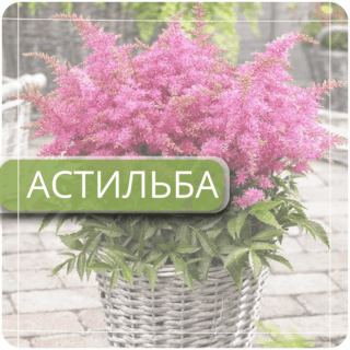 Астильба