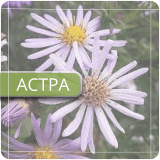 Астра
